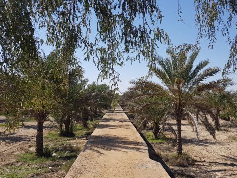 خانه خرما – جشنواره تانا